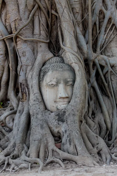 Antik Buda baş embeded banyan ağacında Ayutthaya, Tayland — Stok fotoğraf