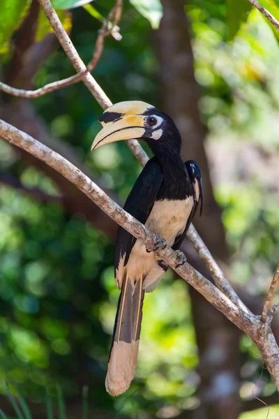 Tukan ramphastos toco sitzt auf einem Ast im tropischen Wald oder Dschungel — Stockfoto