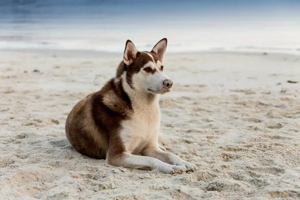 Raça cão alemão Spitz — Fotografia de Stock