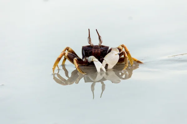 Zand krab op het strand in Thailand — Stockfoto