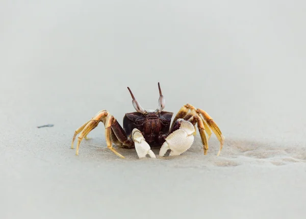 Zand krab op het strand in Thailand — Stockfoto