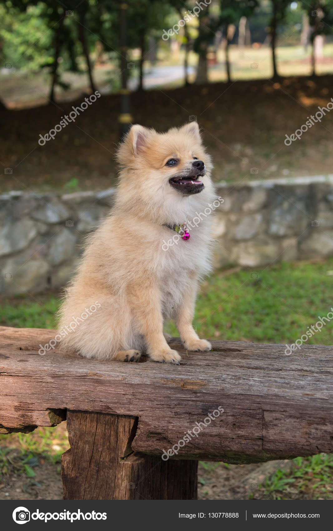 Chien De Race Spitz Allemand De Drôle Photographie