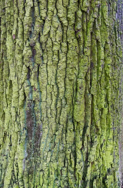 Textura de corteza de árbol de madera vieja con musgo verde — Foto de Stock