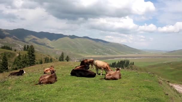 Koeien op de weide — Stockvideo