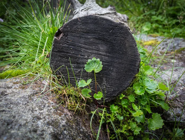 epilithic fern kompozisyon