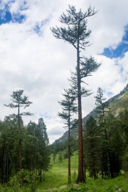 Dağ orman yosunlu çalılar