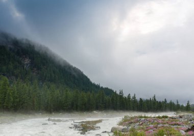 Belukha dağın, Altay Dağları, Rusya dibinde-nehirdir dağlar ve ormanlar sis Akkem Nehri'nde bir arka plan üzerinde