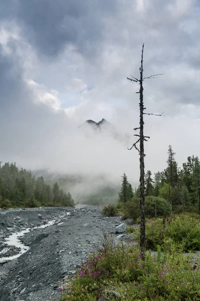 Belukha dağın, Altay Dağları, Rusya'nın eteklerinde dağ nehir