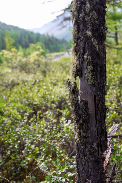 Régi mohás fa kéreg zöld növény repedt — Stock Fotó