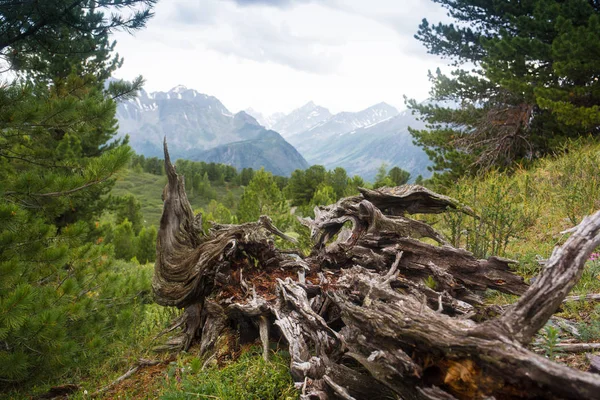 landscape with a weathered tree stump in a pine tree mountain forest, Altai, Russia