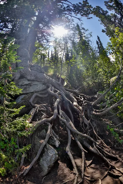 Jungle forest with Tree root and sun flare - vintage filter — Stock Photo, Image