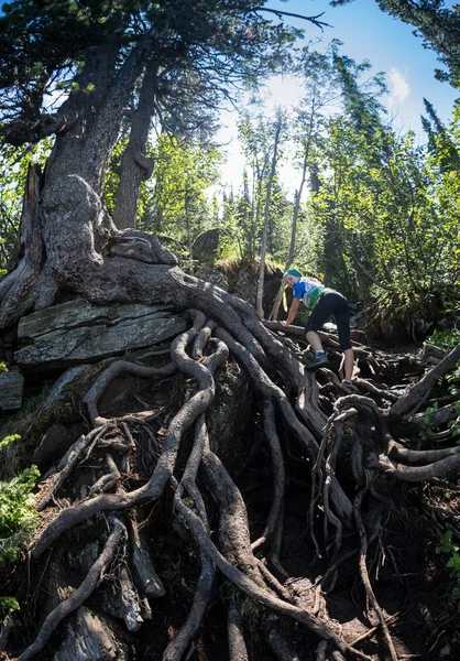 Bosque selvático con raíz de árbol y destello solar - filtro vintage —  Fotos de Stock
