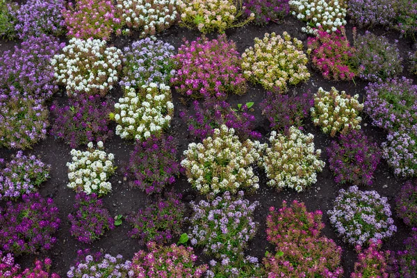 Lavendel fallen Hintergrund an einem regnerischen Tag — Stockfoto