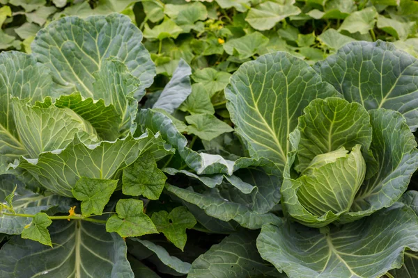 Background with a big fresh cabbage cabbage closeup. Cabbage cabbage on the bed. — Stock Photo, Image