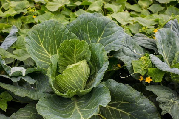 Hintergrund mit einem großen frischen Kohl Nahaufnahme. Kohl auf dem Beet. — Stockfoto