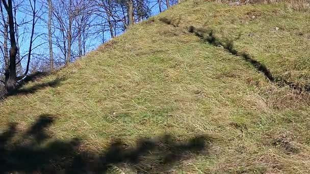 콘월, 영국에서 바람에 파도 형성 하는 밀밭 — 비디오
