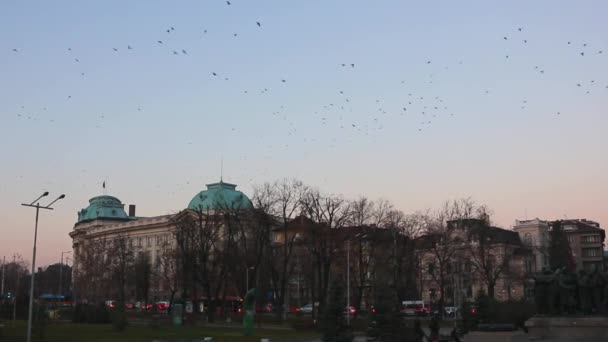 Bandada de aves volando sobre el fondo rosa del cielo puesta del sol . — Vídeos de Stock