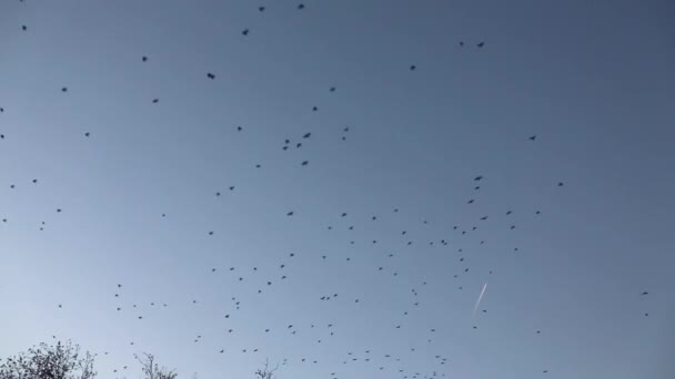 Zwerm vogels vliegen over roze avondrood achtergrond. — Stockvideo