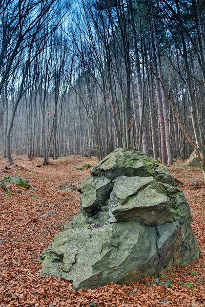 Large stone covered with moss in the forest. Trees and big rock in the wood — Stock Photo, Image