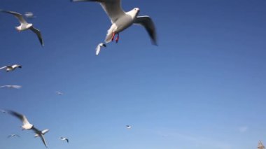 Kittiwakes ve diğer martılar ve deniz kuşları kittiwakes bir tür martı yerini keşfetmişler, kamera hareketi sağa kaydırma almak için su içine dalış büyük, fırtınalı bir akın var.