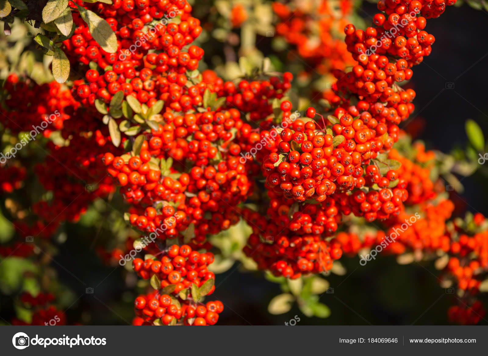 Büsche Mit Roten Beeren Leoniduboes
