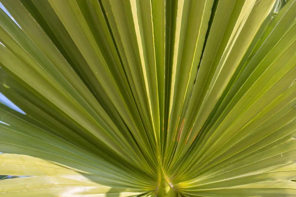 Petiole pattern of Travellers Palm and leaf — Stock Photo, Image