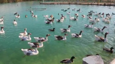 Hamburg güzel manzarası günbatımı Binnenalster'de ofis binası Alster Gölü yerler gezileri