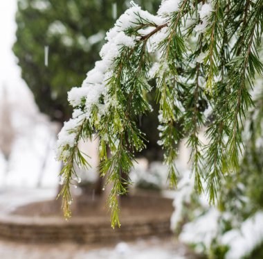 Noel ağacı closeup