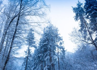 Dağ yamaçlarındaki çam ormanlarında sisli sis. Renk tonu.