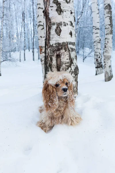 Inglés cocker spaniel dog portrait in winter —  Fotos de Stock