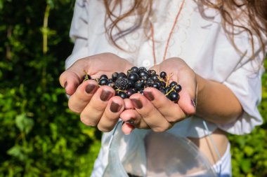 Doğa gününde taze meyve tutan eller.