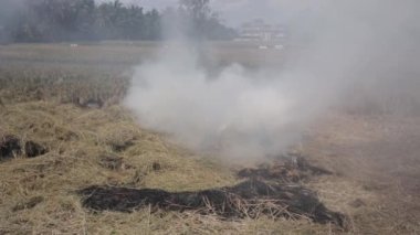 Vahşi ateşin yakın görüntüsü, orman yangınının alevleri. Doğal afet, iklim değişikliği, küresel solucanlar. Yangın, orman yangını, duman ve alevlerin arasında yanan çim tarlası. Dünya konsepti