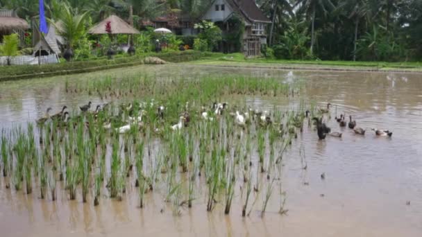 Eine große Herde schmutziger Gänse, die in einem Reisfeld leben — Stockvideo