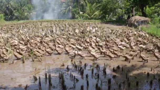 Uma grande manada de gansos sujos que vivem num campo de arroz — Vídeo de Stock