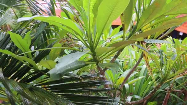 Heldere zonnevlam komt door prachtige groene bladeren in een regenwoud in het Caribisch gebied — Stockvideo