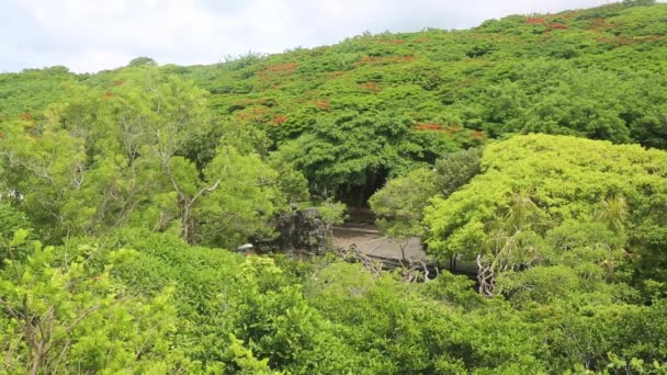 공중에서 아마존 열 대 우림을 볼 수있습니다. 푸른 나무들 — 비디오