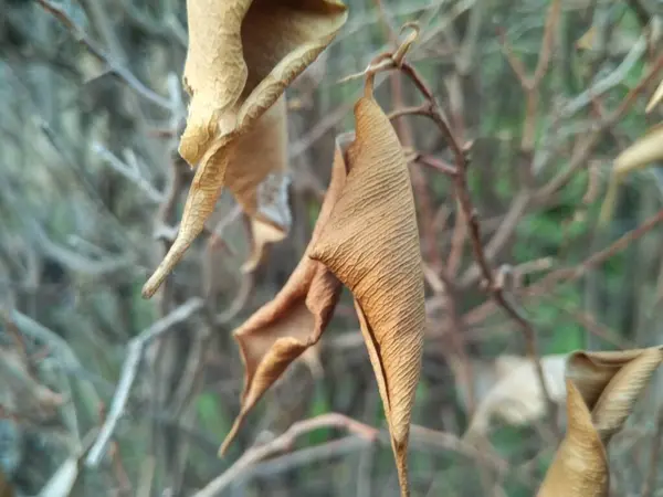 Une Photo Feuilles — Photo