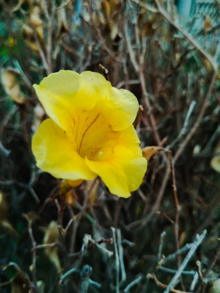 Imagine Floare — Fotografie, imagine de stoc