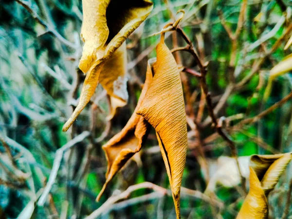 Uma Imagem Folhas — Fotografia de Stock