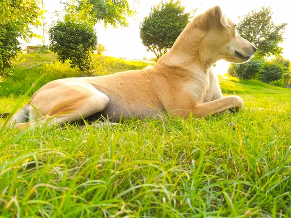 Uma Foto Cão — Fotografia de Stock