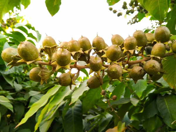 Ein Bild Von Früchten — Stockfoto