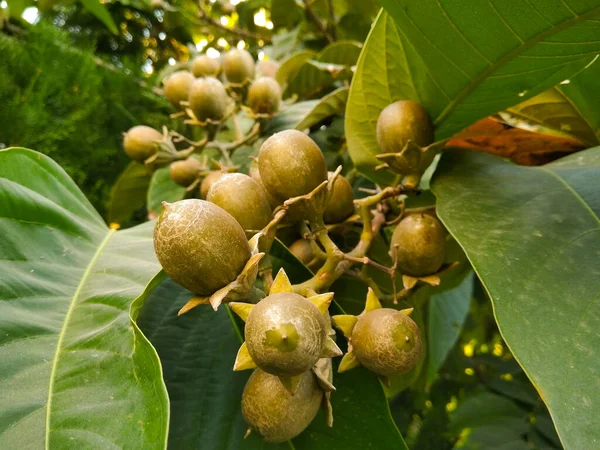 Ein Bild Von Früchten — Stockfoto