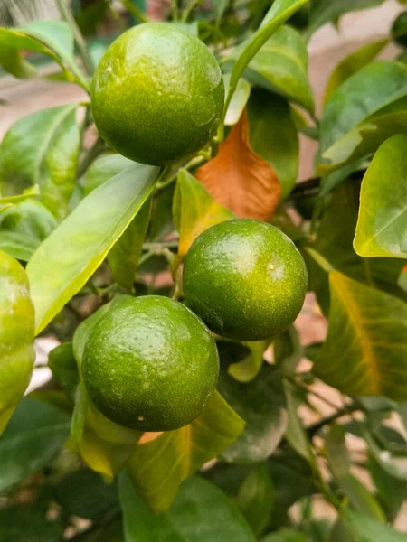 Picture Fresh Lemons — Stock Photo, Image