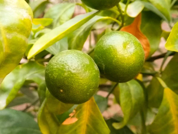 Sebuah Gambar Lemon Segar — Stok Foto