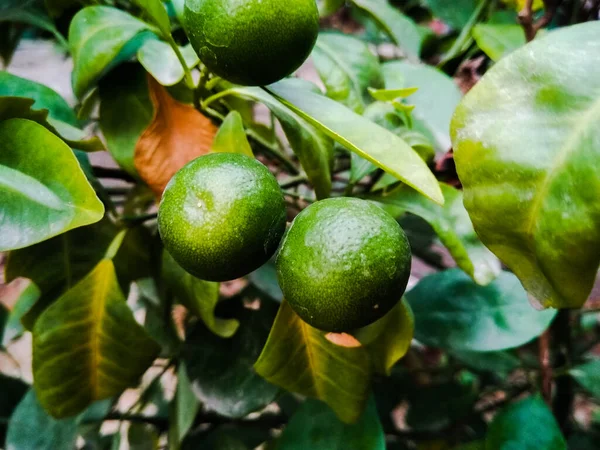 Picture Fresh Lemons — Stock Photo, Image