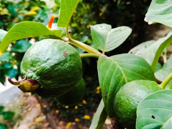 Uma Imagem Frutas — Fotografia de Stock