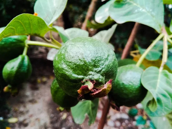 Uma Imagem Frutas — Fotografia de Stock