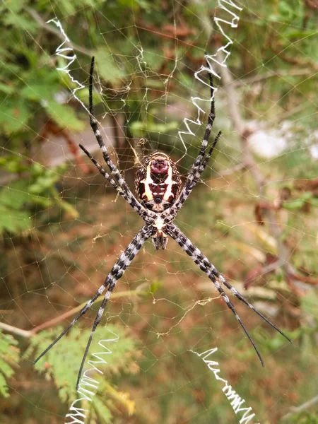 Uma Imagem Aranha — Fotografia de Stock