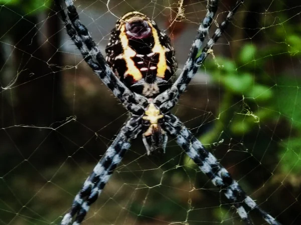 Ein Bild Der Spinne — Stockfoto