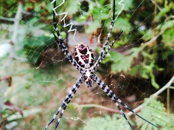 거미그림 — 스톡 사진